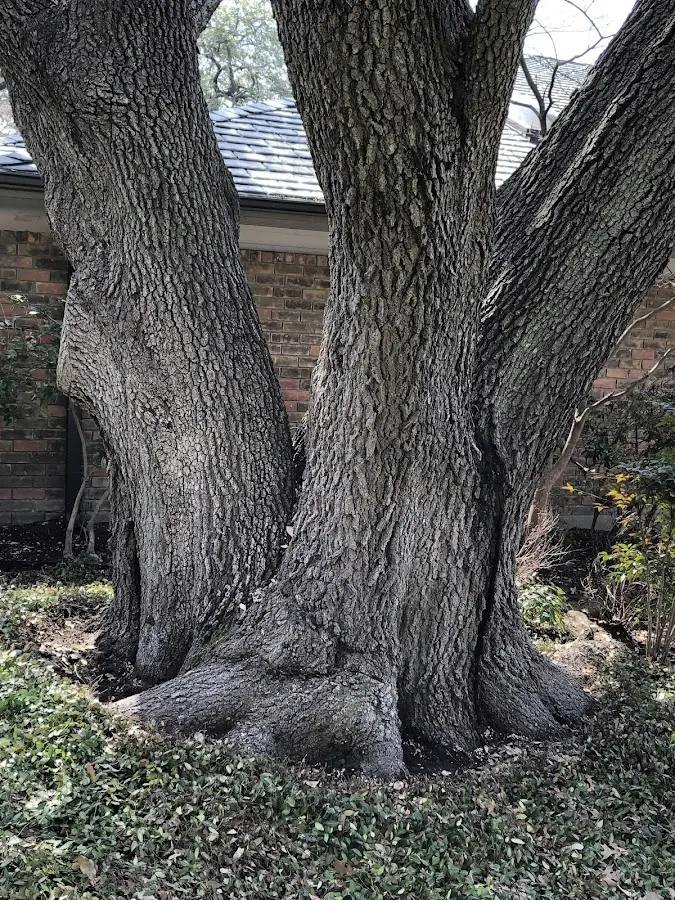 Mature heritage tree close to a Leitchfield property cared for by certified arborists